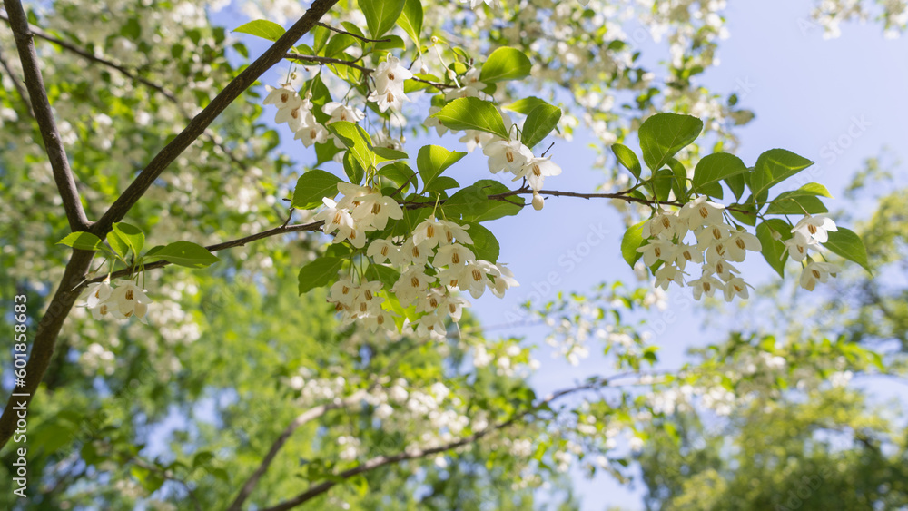 エゴノキ｜日本の初夏に咲くエゴの花