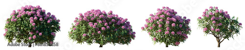 Set of rhododendron flowering pink purple bush shrub isolated png on a transparent background perfectly cutout