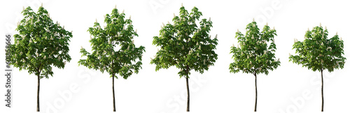 Set of 5 Chestnut middle summer street young trees isolated png on a transparent background perfectly cutout