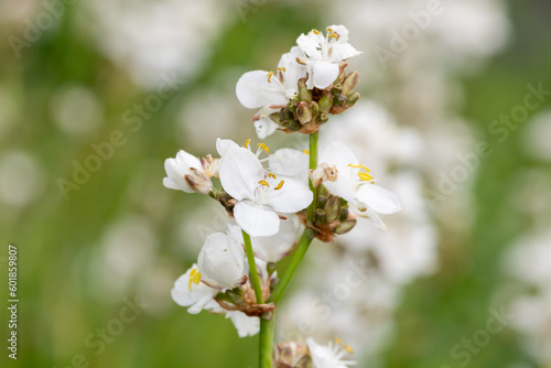 Fototapeta Naklejka Na Ścianę i Meble -  Libertia grandiflora flowers in bloom