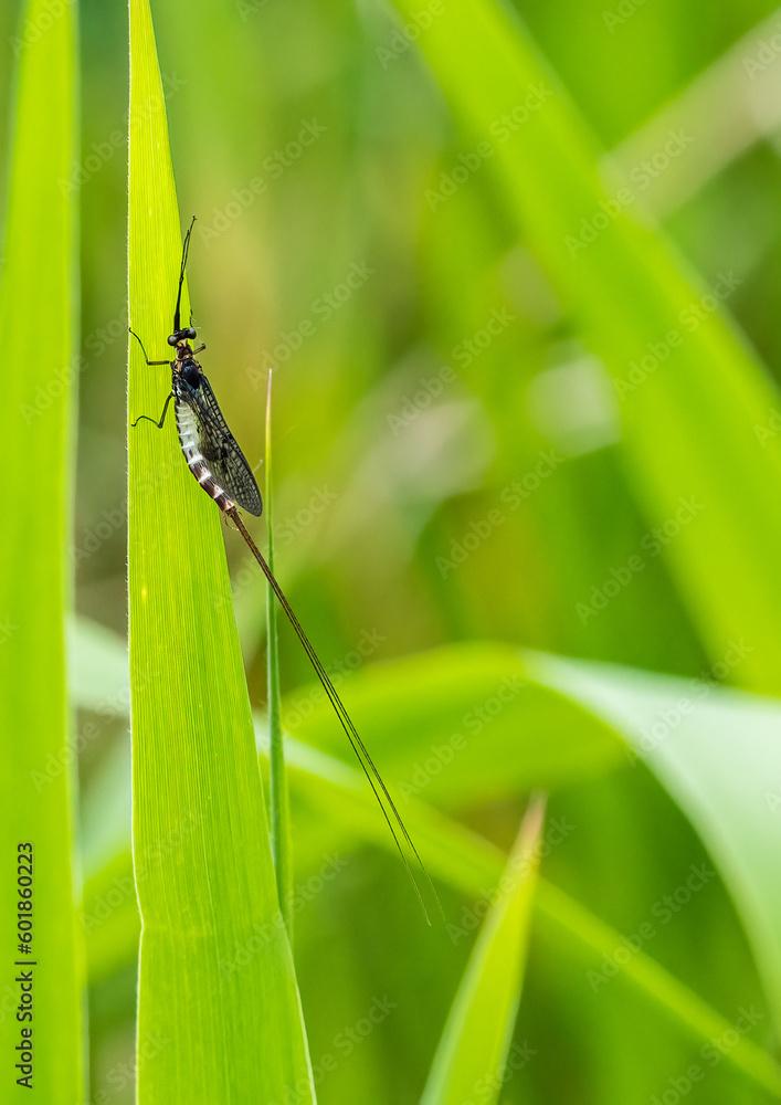 Fototapeta premium Male Green Drake Mayfly in green grass environment