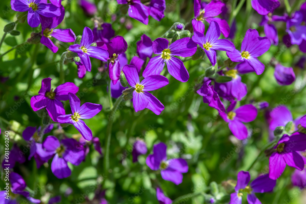 Lilacbush (aubrieta deltoidea) flowers in bloom Lilacbush (aubrieta deltoidea) flowers in bloom