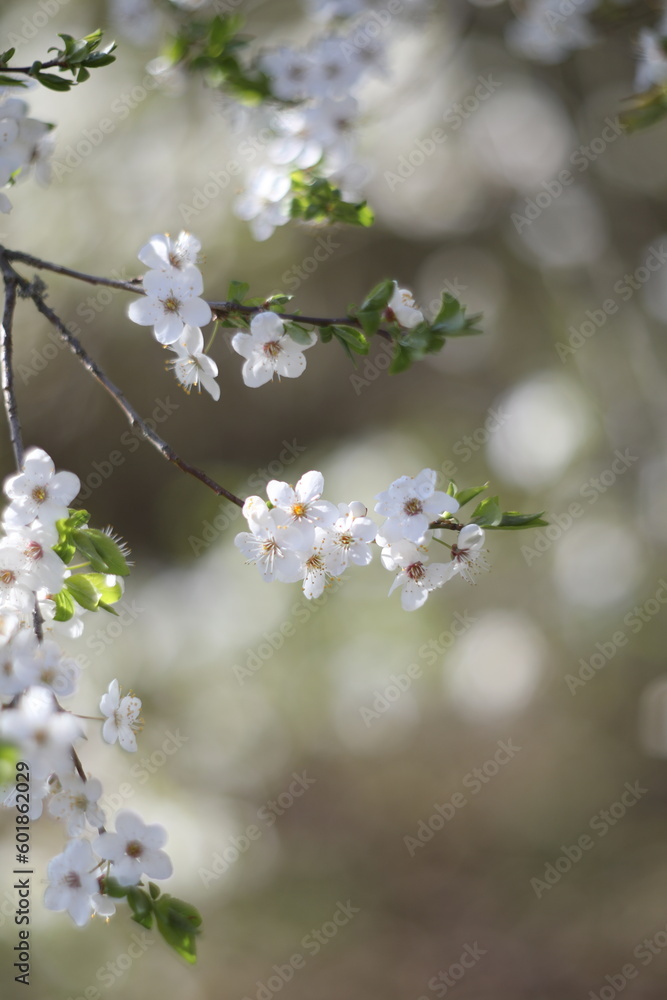 Branches of blossoming cherry macro with soft focus on gentle light nature background in sunlight with copy space. Beautiful floral image of spring nature panoramic view Branches of blossoming cherry macro with soft focus on gentle light nature background in sunlight with copy space. Beautiful floral image of spring nature panoramic view
