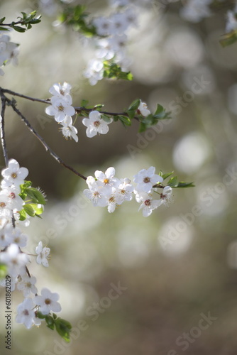 Branches of blossoming cherry macro with soft focus on gentle light nature background in sunlight with copy space. Beautiful floral image of spring nature panoramic view