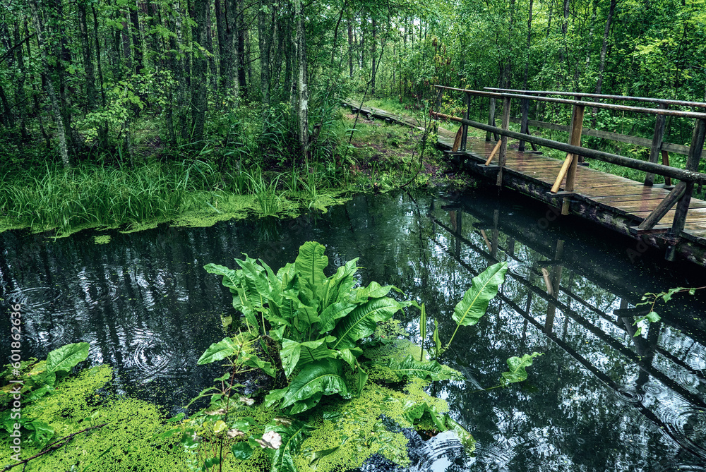Swamp in the forest Swamp in the forest