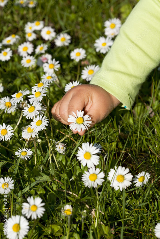 Kid hand picking white wildflowers from the green grass in bright sunshine Kid hand picking white wildflowers from the green grass in bright sunshine