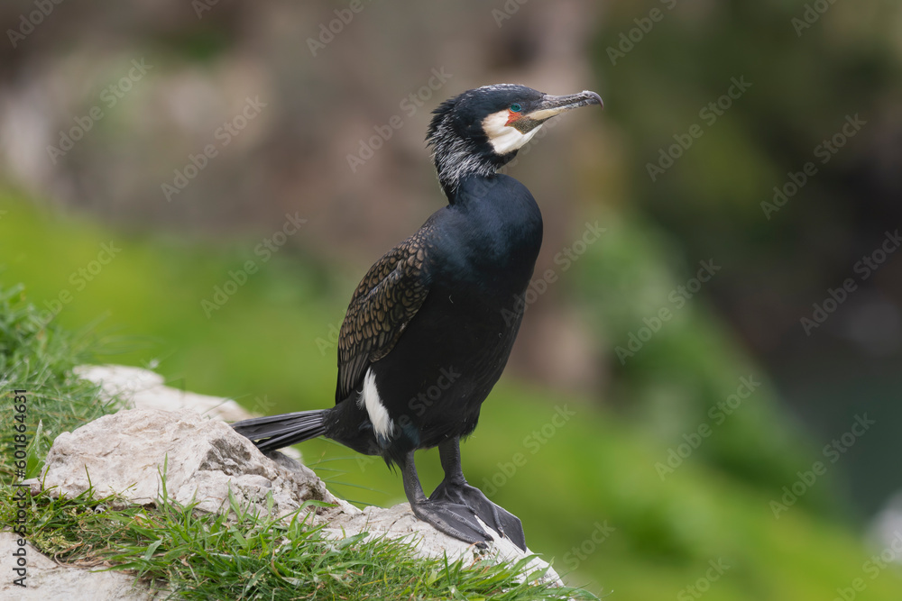 Fototapeta premium great cormorant - Phalacrocorax carbo, black shag, great black cormorant on rock with green background. Photo from Ireland's Eye Island in Ireland.