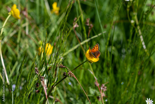 A Small Copper butterfly (Lycaena phlaeas) on a buttercup.