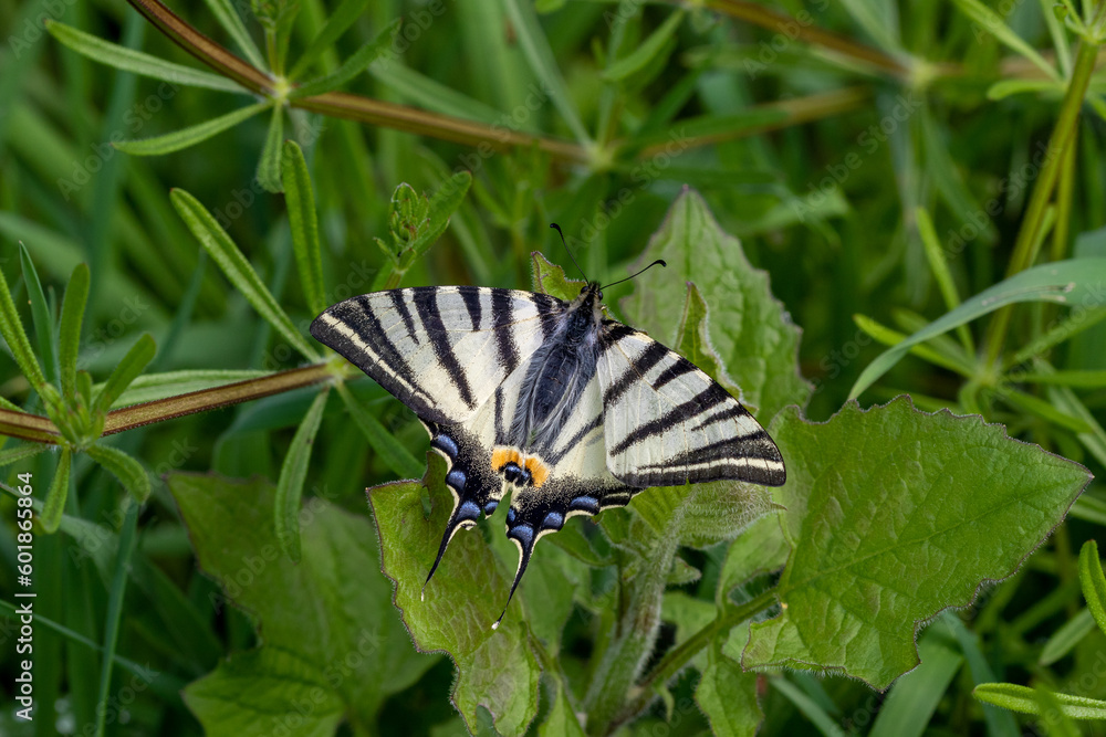A Scarce swallowtail butterfly (Iphiclides podalirius) on green leaves. A Scarce swallowtail butterfly (Iphiclides podalirius) on green leaves.