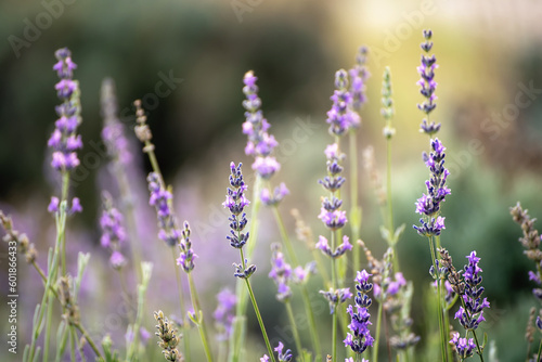 Lavender beautiful flowers