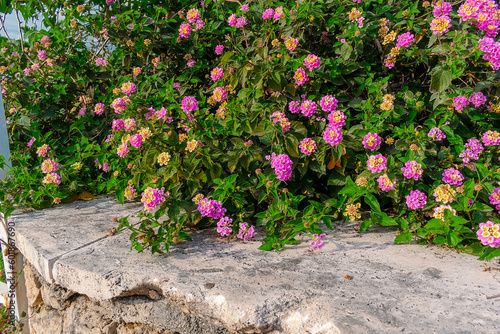 Fotografía Lantana