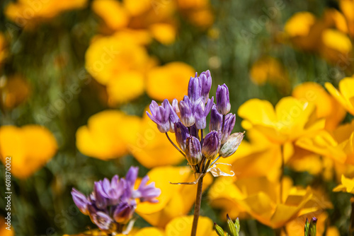 Purple flowers in focused against a background of blurred yellow and orange Mexican poppies in direct sunlight.