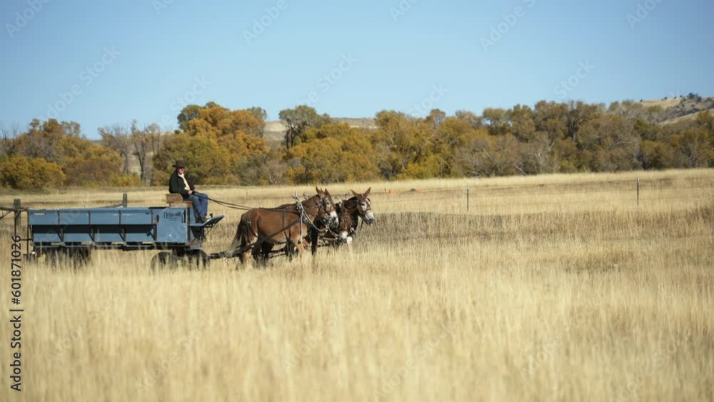 Man in wagon drives mule team through tall golden grass of autumn Man in wagon drives mule team through tall golden grass of autumn