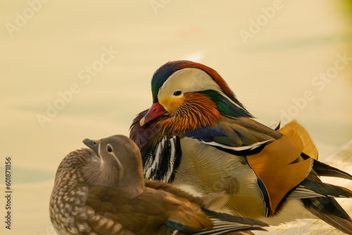 Mandarian Duck photo