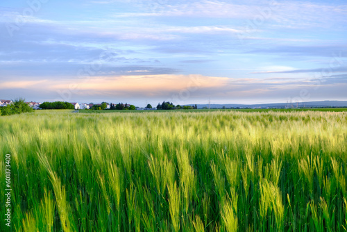 beautiful summer landscape  blue sky with clouds  green fields of ripening ears of rye  houses  trees in background  concept of rich harvest of bread  grain import  export abroad  growing crops