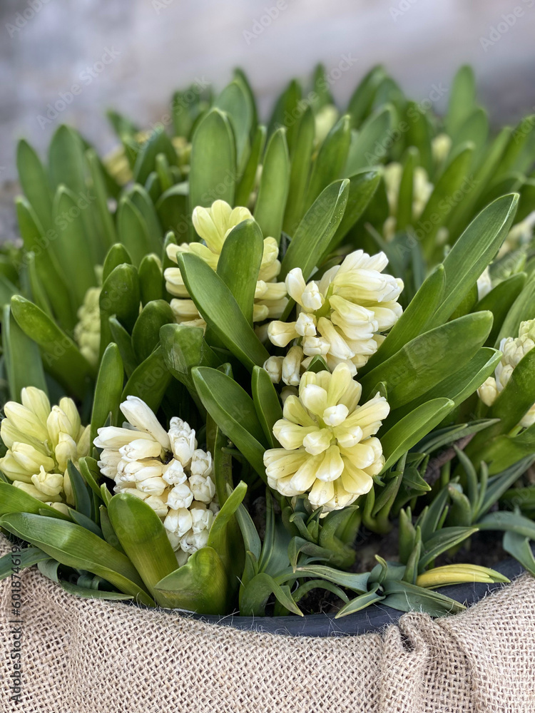 Obraz premium beautiful bouquet of white hyacinths, close-up. Bouquet for a holiday, celebration. Flower trade, private business, losses, loss of customers, spring bouquet