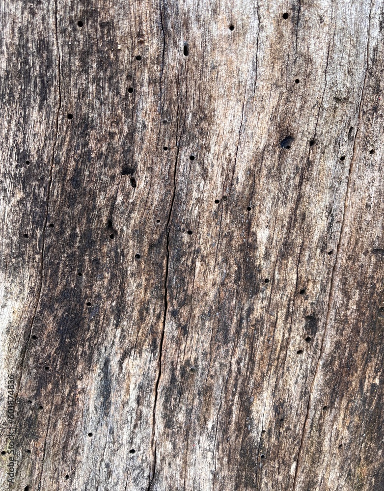 Old wood texture Old wood texture
