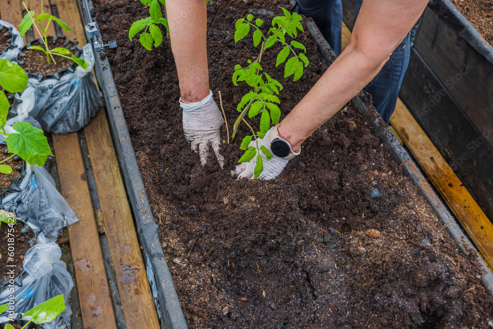 Fototapeta premium Close-up view of female hands planting tomato seedlings. Sweden.