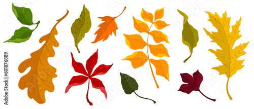 Colorful autumn leaves.Vector graphics.