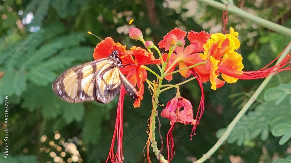 Butterfly, wonderful butterfly feeding on beautiful flowers, 4k, selective focus, natural light. Butterfly, wonderful butterfly feeding on beautiful flowers, 4k, selective focus, natural light.