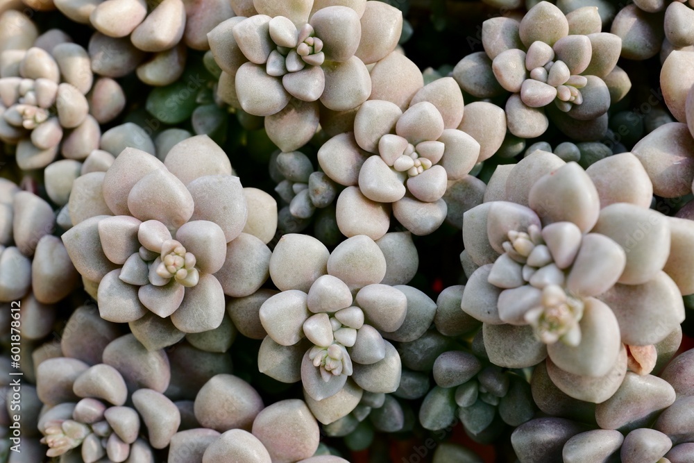 close up of cactus close up of cactus