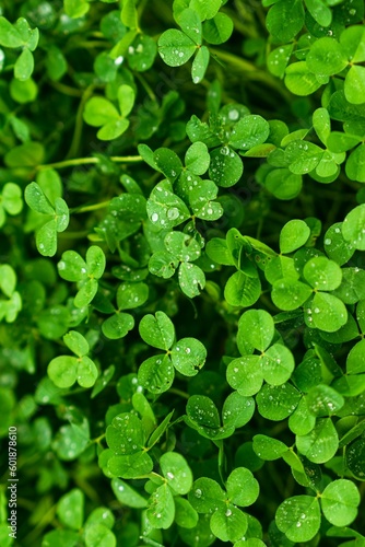 st patrick clover