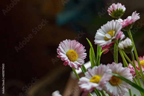 pink cosmos flowers