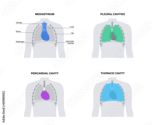 Thoracic cavity poster