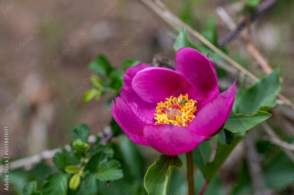 Wild peony flower (Paeonia coriacea) in a forest in Granada, Spain Wild peony flower (Paeonia coriacea) in a forest in Granada, Spain