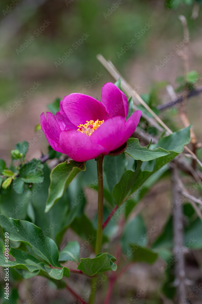 Wild peony flower (Paeonia coriacea) in a forest in Granada, Spain Wild peony flower (Paeonia coriacea) in a forest in Granada, Spain