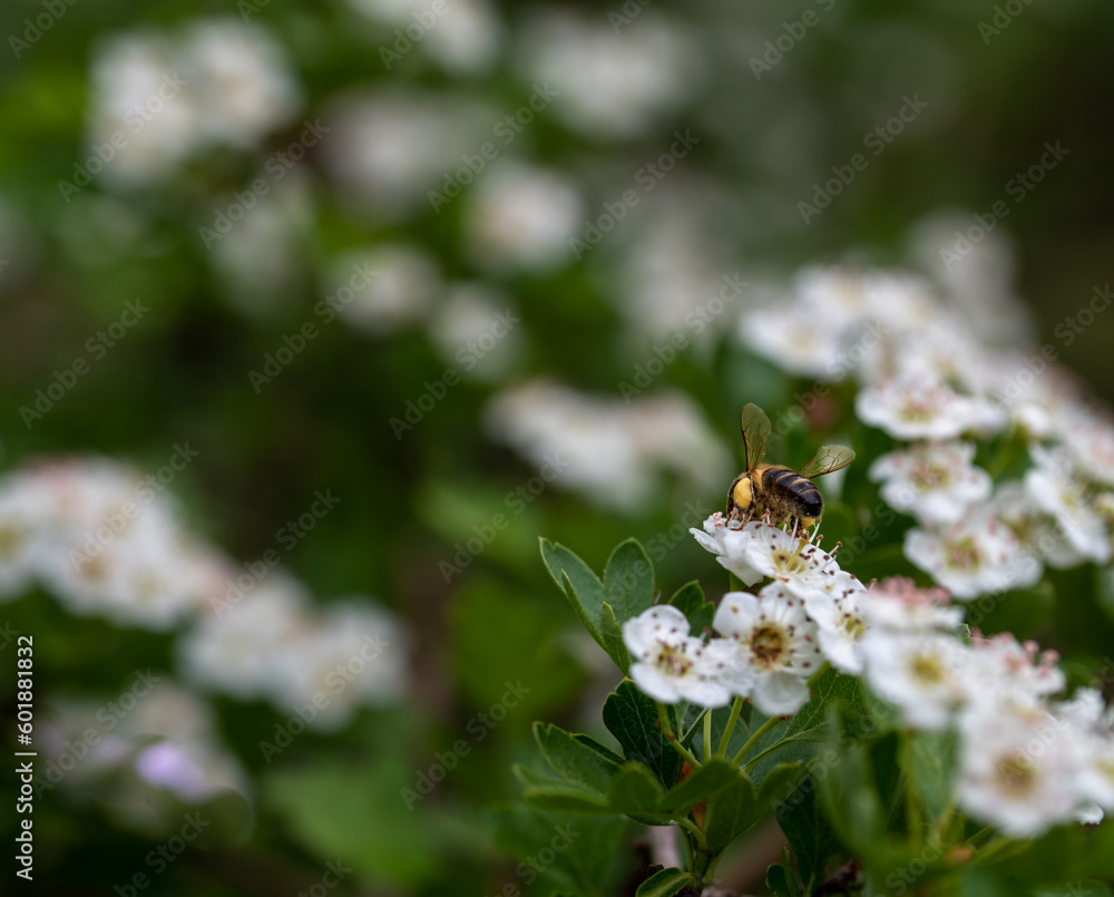 Honey bee on small white flowers on the branch of a forest tree Honey bee on small white flowers on the branch of a forest tree