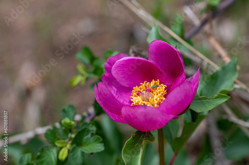 Wild peony flower (Paeonia coriacea) in a forest in Granada, Spain