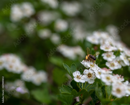 Honey bee on small white flowers on the branch of a forest tree © Miguel Ángel RM
