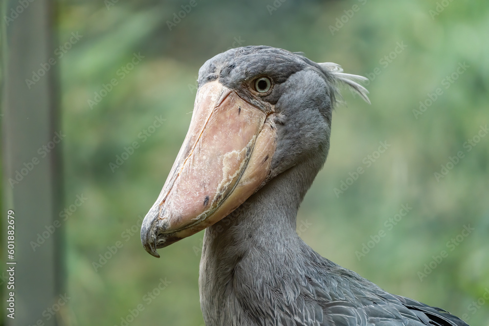 Obraz premium encountered animals on the roads