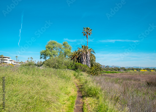 A path in the Ballona Wetlands of Los Angeles California (ID: 601883658)
