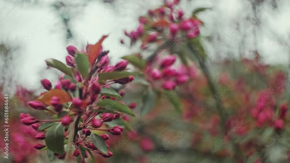 Blossoming Red Flowers and Leaves of the Paradise Apple Tree with Swirly Bokeh Blossoming Red Flowers and Leaves of the Paradise Apple Tree with Swirly Bokeh