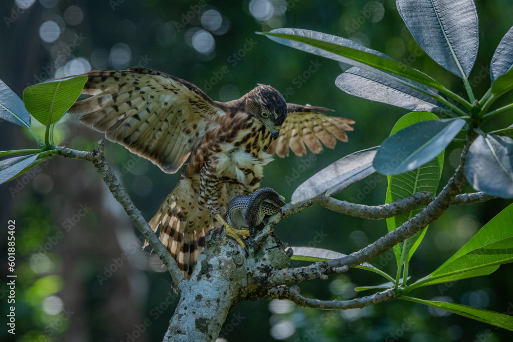 A crested goshawk Accipiter trivirgatus native to tropical asia attack a sunbeam snake xenopeltis unicolor with natural background 