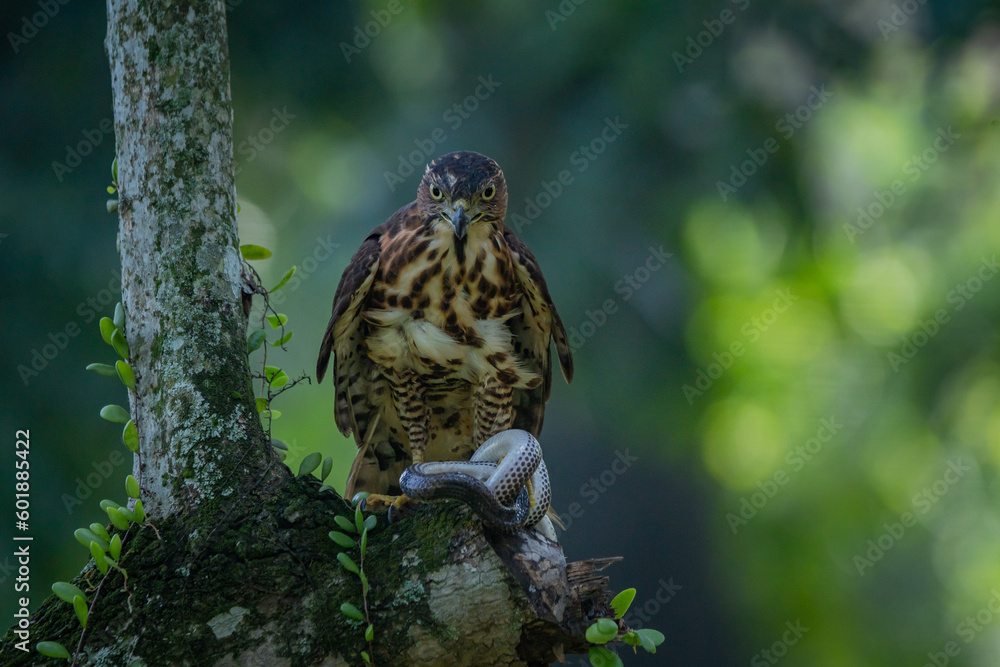 A crested goshawk Accipiter trivirgatus native to tropical asia attack a sunbeam snake xenopeltis unicolor with natural background A crested goshawk Accipiter trivirgatus native to tropical asia attack a sunbeam snake xenopeltis unicolor with natural background