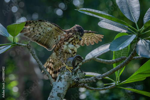 A crested goshawk Accipiter trivirgatus native to tropical asia attack a sunbeam snake xenopeltis unicolor with natural background 