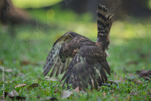 A crested goshawk Accipiter trivirgatus native to tropical asia attack a sunbeam snake xenopeltis unicolor with natural background  photo