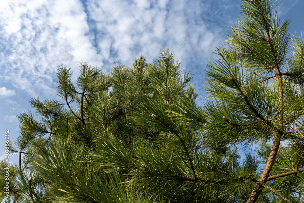 a close-up of a pine tree in sunny spring weather a close-up of a pine tree in sunny spring weather