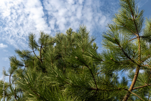 a close-up of a pine tree in sunny spring weather