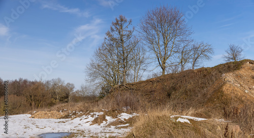 Wallpaper Mural deciduous trees in winter during the day in sunny weather Torontodigital.ca