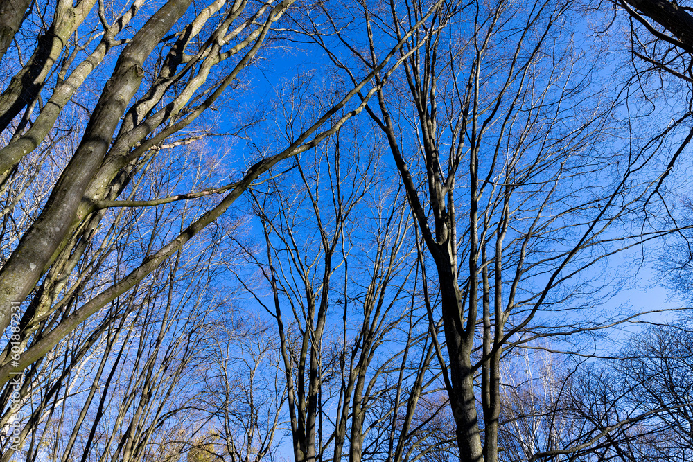 deciduous trees in the park in the spring season deciduous trees in the park in the spring season