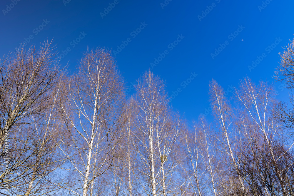 leafless birch trees in early spring in sunny weather leafless birch trees in early spring in sunny weather