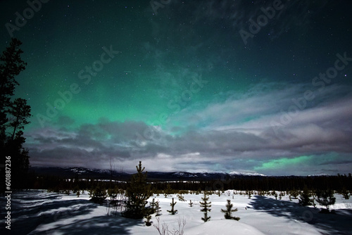 Pine Shadows under the Northern Lights in Whitehorse photo