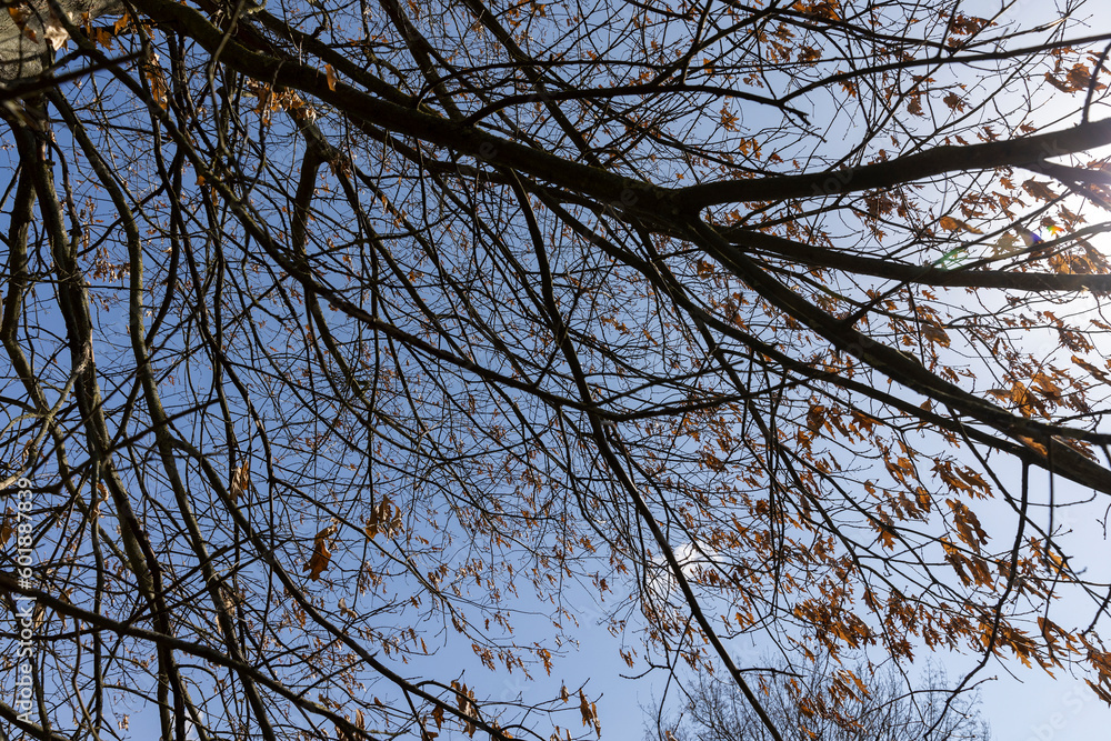 the old dry oak foliage hanging on the branches the old dry oak foliage hanging on the branches