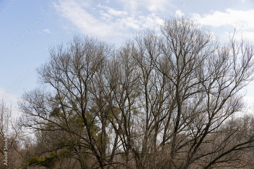 trees of different varieties in the spring season trees of different varieties in the spring season