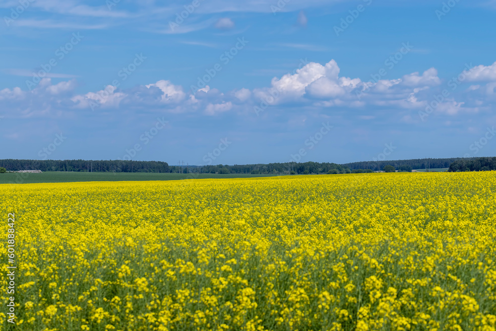 beautiful blooming rapeseed flowers in spring beautiful blooming rapeseed flowers in spring