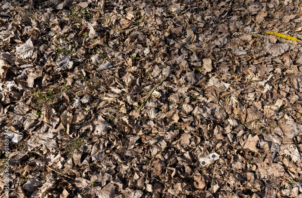 old leaves fallen in autumn on the ground in the spring season old leaves fallen in autumn on the ground in the spring season